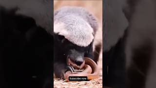 Honey Badger is the Most Dangerous Animal in the World facts [upl. by Assiled]