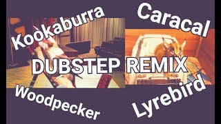 Kookaburra Caracal Woodpecker Lyrebird DUBSTEP REMIX [upl. by Ilwain923]