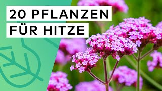 20 hitzeresistente Pflanzen für trockene Sommer ☀️ 🪴 [upl. by Bloxberg]