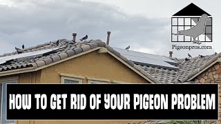 How to get rid of your pigeons for good [upl. by Noma]