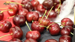 Fruit Logistica 2024  Meda premium cherry [upl. by Male]