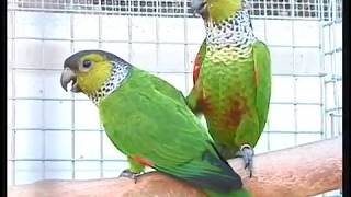 Quiet Conures Pyrrhura Green Cheek and Family [upl. by Essilem]