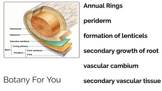 Annual rings Periderm formation of lenticel  secondary growth of root and vascular cambium [upl. by Norat]