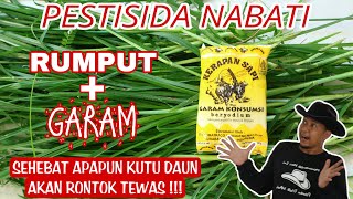 Dianggap Remeh Ganasnya RUMPUT campur GARAM untuk Basmi Kutu Kebul [upl. by Shelden533]