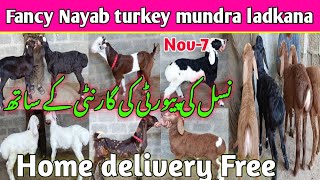 Hussain goat and sheep farm visit latest update 7Nov2024 Turkey larkana Mundra gazalen [upl. by Gerik]