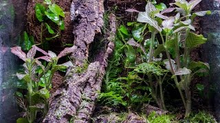 Vertical 10g Naturalistic Vivarium Build [upl. by Artimid]