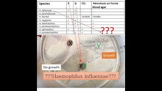 variety of Haemophilus species identification on basis of X VXV Blood agar and Xylose test [upl. by Keenan]