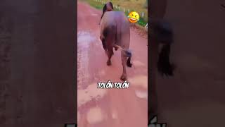 TOLON TOLON 😂😂 reels trending trendingreels shorts viralvideo [upl. by Dessma]