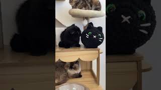 Bringing my crochet loaf cats to a cat cafe☕️🐱 catcafe loafcat crochet [upl. by Adniles]