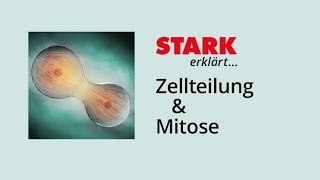 Zellzyklus und Mitose  STARK erklärt [upl. by Bobker]