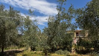 Video Corso sulla potatura dellulivo allevato a vaso policonico [upl. by Enelra]