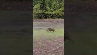 The Battle Between African Wild Dogs and Wild Boars [upl. by Notla460]