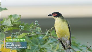 Cute Birds  Australasian Figbird  Backyard Birds  Canon R7 4K [upl. by Libbi]