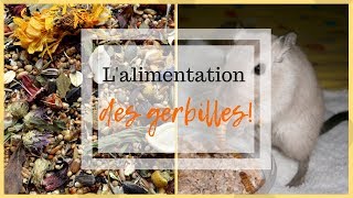 ➳ LALIMENTATION des GERBILLES  CONSEILS [upl. by Sivram]