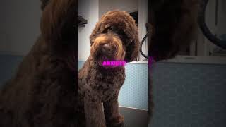 meet the labradoodle labradoodle labradoodlesoftiktok labradoodlepuppy minilabradoodle [upl. by Renie]