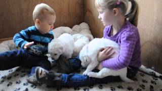 Kuvasz Welpen lieben alle Kinder [upl. by Haletky]