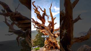 The Oldest Trees on Earth shorts [upl. by Nauqat378]