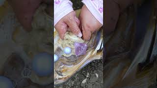 😱😱Giant clams breathtakingly beautiful pearls [upl. by Zechariah]