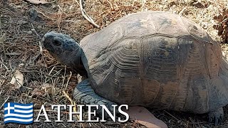 Marginated tortoises Testudo marginata 🇬🇷 Athens Greece  v111 [upl. by Zed]