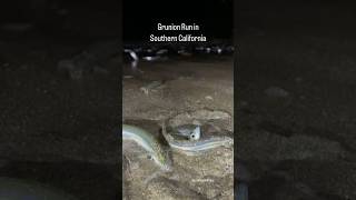 Grunion Run Thousands of silvery fish beach themselves on Southern CA beaches [upl. by Gregorius211]