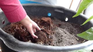 How To Propagate True YamsDioscorea Alata amp A Second Harvest [upl. by Hserus]