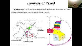 Histology of spinal cord Histology 2 [upl. by Latoye]