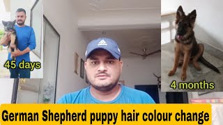 German Shepherd puppy hair change  German Shepherd puppy ka hair colour kb change hota he [upl. by Gerhardt517]