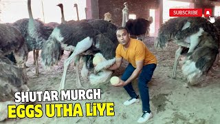 TS Knowledge Tv Visit Ostrich Farm  Ostrich Farm  Oye Bhatti TSKNOWLEDGETV [upl. by Yeltsew]