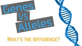 Genes vs Alleles [upl. by Sivam188]