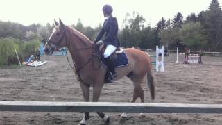 Crown Of Denmark Z Glostrup Rideklub 115120cm may 2013 [upl. by Garfield385]