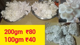 കൂൺ പാക്കിങ്ങ് Mushroom Humidifier Mushroom Price Oyster HUKERALA [upl. by Valencia]