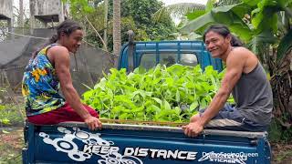 Lakatan Tissue Cultured Banana Seedlings Hauling amp Lets manifest together [upl. by Anorahs]