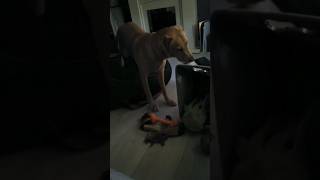 Confused by the toy box labrador funny [upl. by Mcarthur]