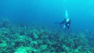 Sonar pinging when scuba diving [upl. by Kriste]