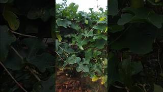 Harvesting Ivy gourd Tendli✨ gardening harvesting voiceover freshvegetables freshharvest [upl. by Ibrad]