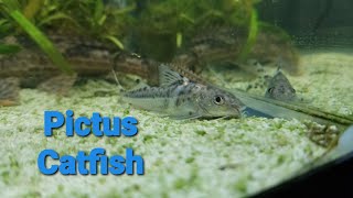 Pictus Catfish facts [upl. by Aicilat]