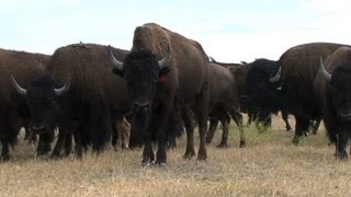 Le bison fait son retour dans les plaines américaines [upl. by Keeler]