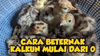 CARA BETERNAK AYAM KALKUN DARI NOL [upl. by Sualakcin]