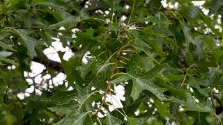 Quercus palustris  Pin Oak [upl. by Shiff]