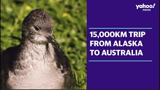 Every year these seabirds migrate 15000km from Alaska to Australia  Yahoo Australia [upl. by Hsaka963]