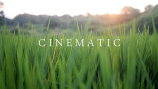 4K Nature Cinematography  Cinematic Background Music NO COPYRIGHT  NIKON D5300 [upl. by Joly584]