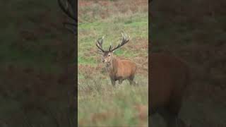 Close up with Huge Exmoor Stag Rut 2023 deer [upl. by Htiel889]