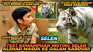 HARIMAU PUTIH SULIT MENCARI MAKAN DI ALAMNYA KARENA INI  SELEN GABERANI MENDEKAT KARENA BARANG INI [upl. by Root]