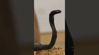 Spitting Cobra available for sales at a price of Rs 5L Interested people contact 6379241211 [upl. by Hillary]