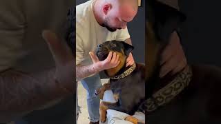 Chiropractor Treating Dogs drcracks [upl. by Ettelohcin]