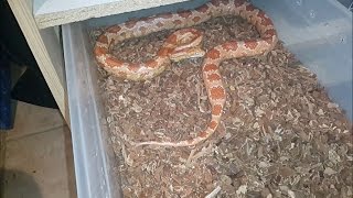 Manuseando Corn Snake Agressiva [upl. by Arhna822]