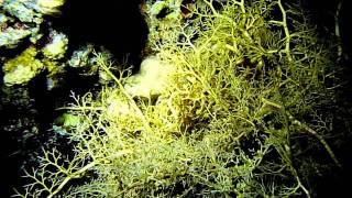 Basket Star  Brittle Star [upl. by Ahsenre]