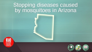 Stopping diseases caused by mosquitoes in Arizona [upl. by Irpac308]