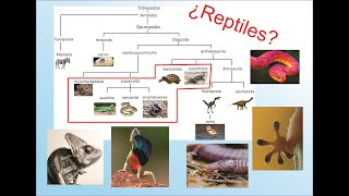 Reptiles Generalidades Sauropsidos [upl. by Harrietta]