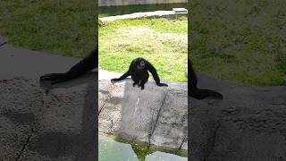 Siamang Monkey Sound  Gibbon Monkey monkey shorts shortsvideo sound animals funnyanimals fyp [upl. by Idnek819]